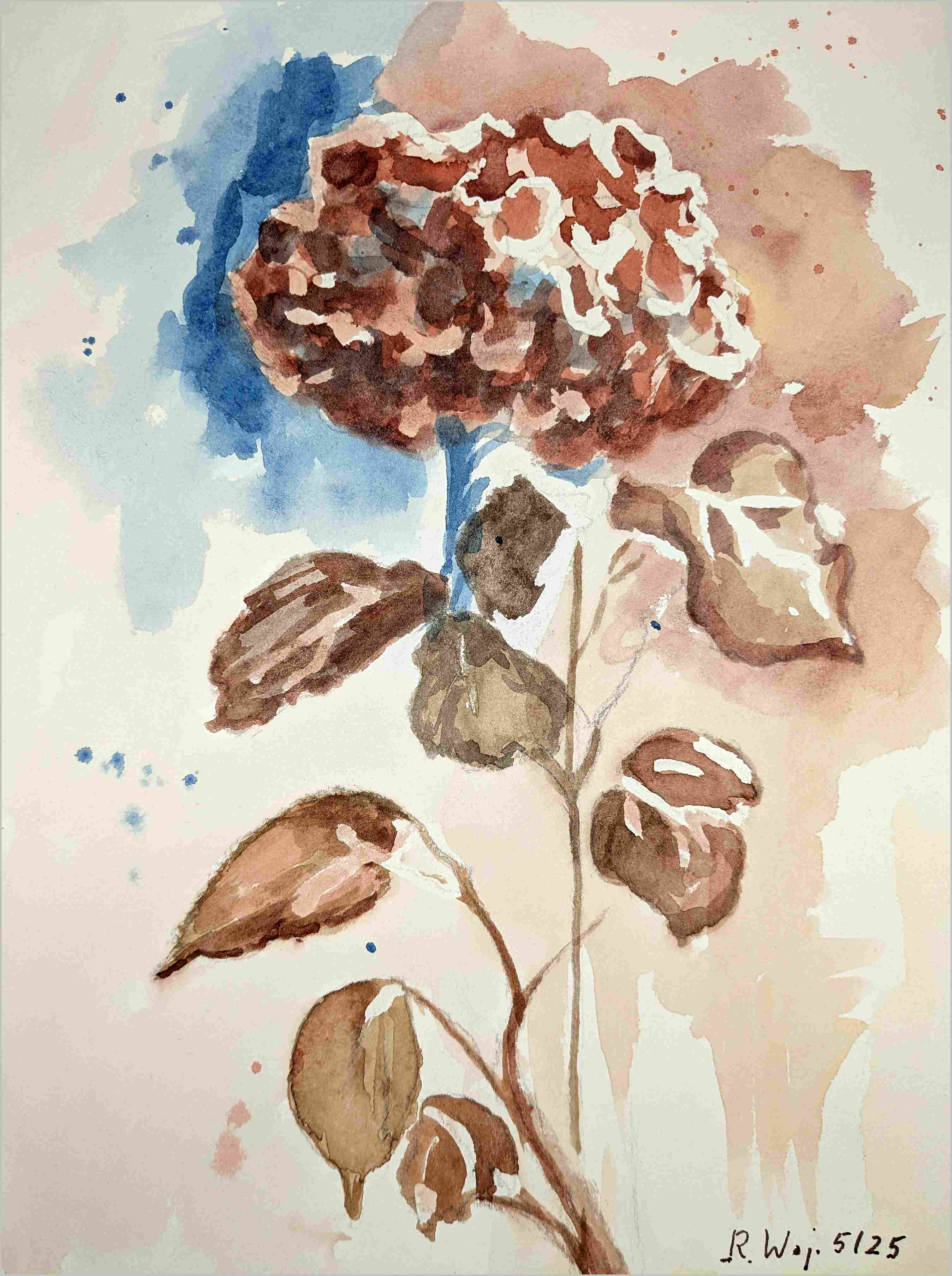   Hortensie